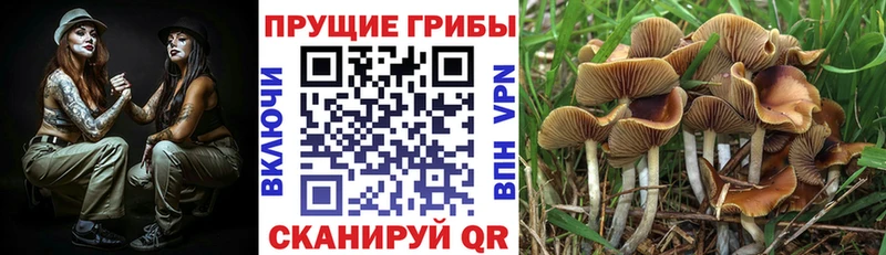 сайты даркнета какой сайт  Гурьевск  Галлюциногенные грибы ЛСД 